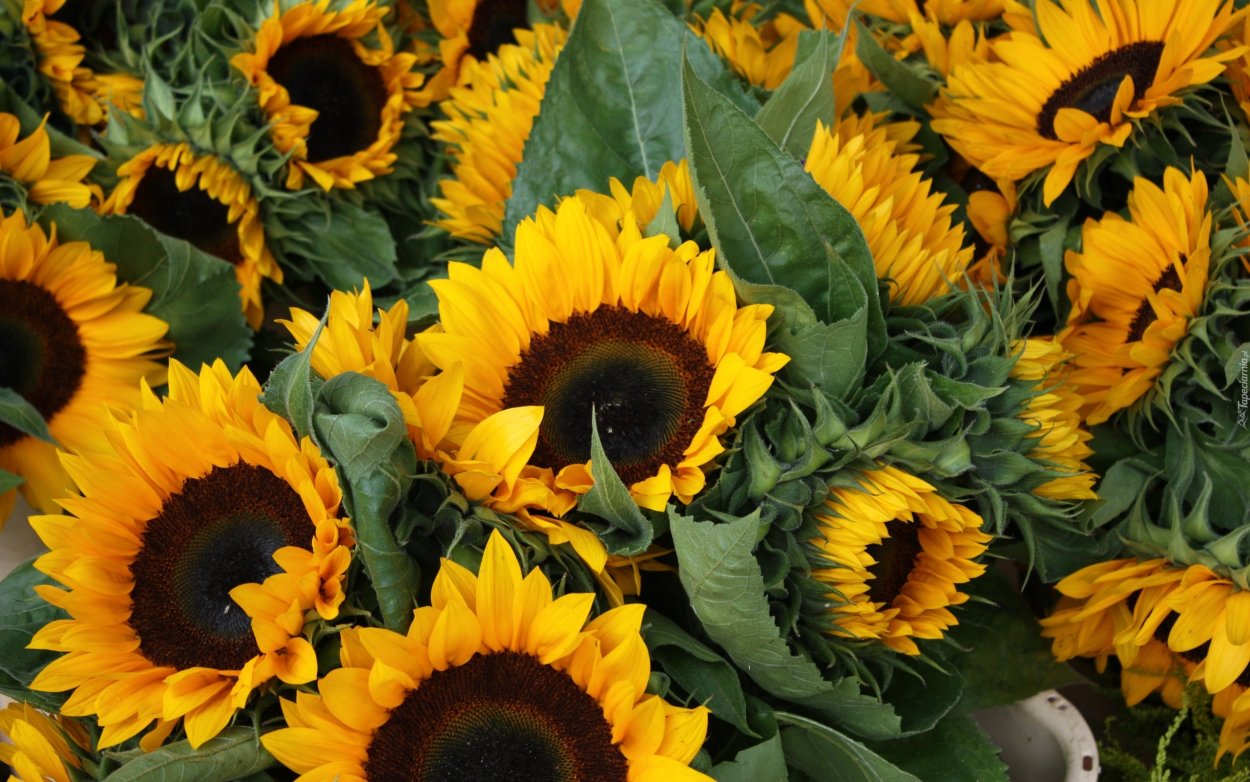 Helianthus annuus