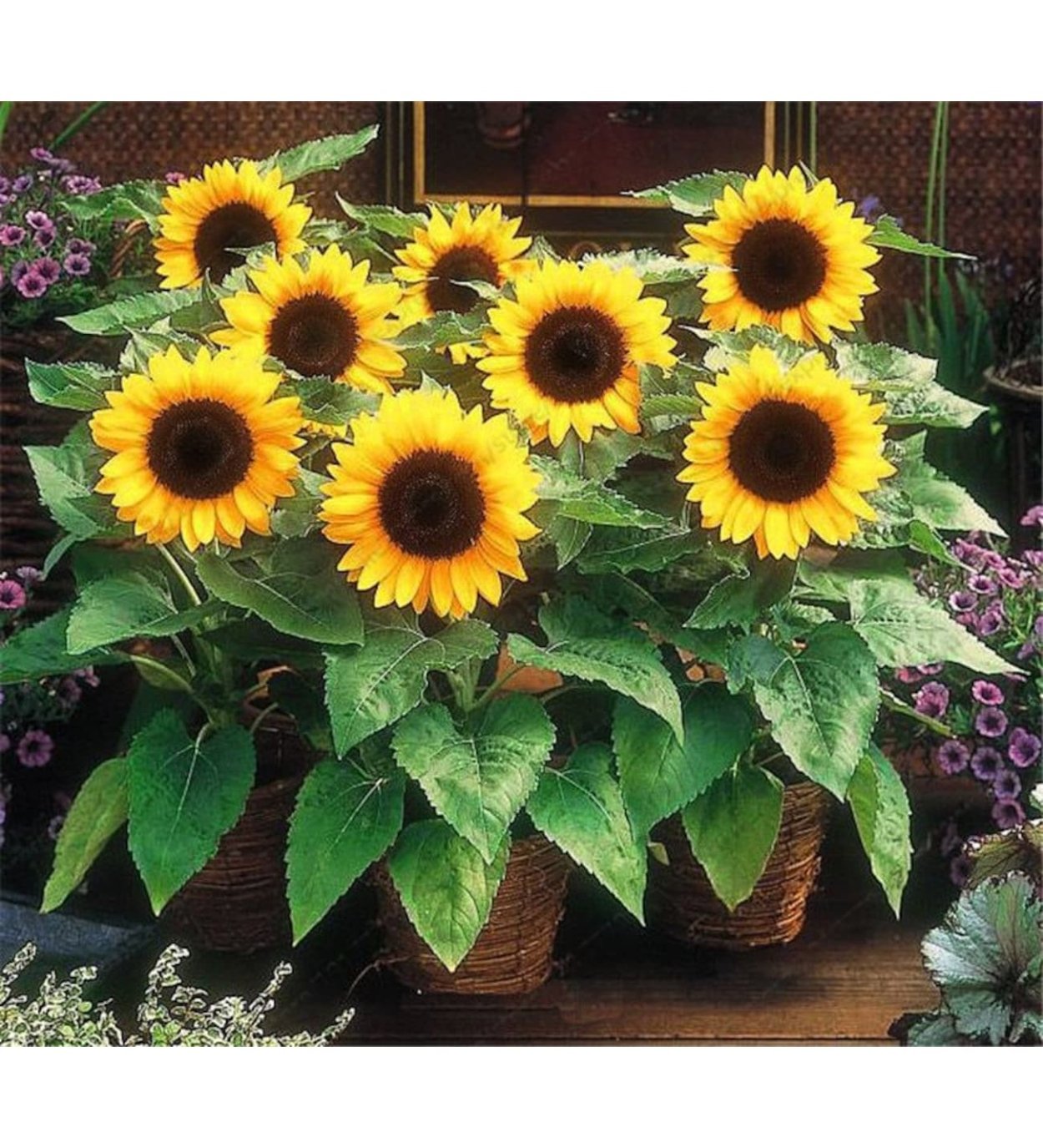 Подсолнух на подоконнике