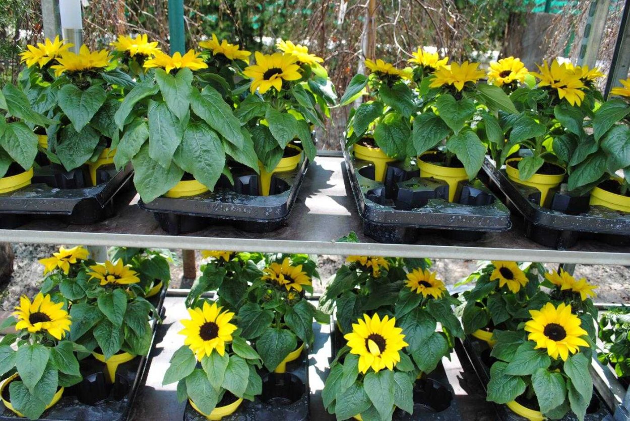 Гелиантус, подсолнечник однолетний