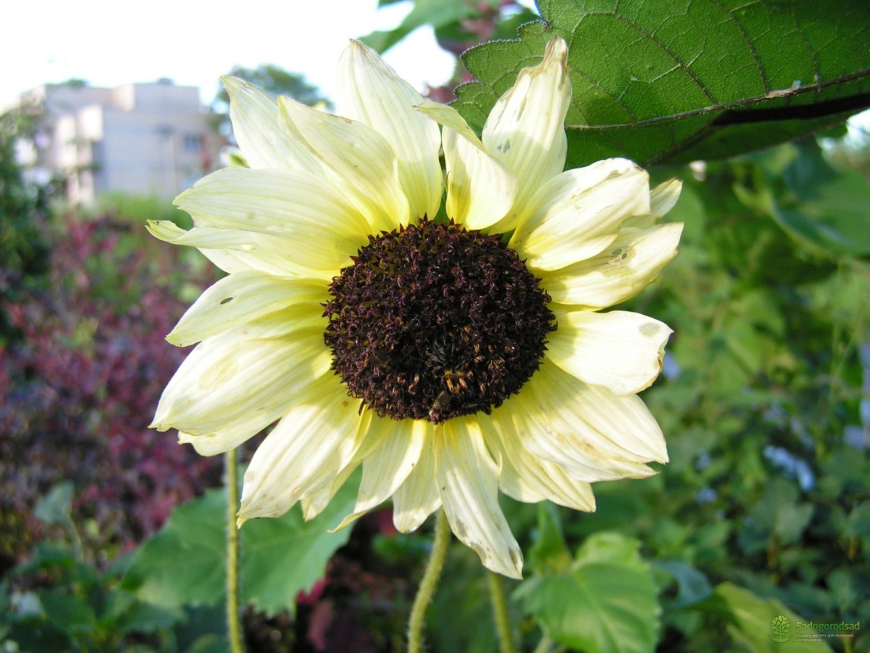 Подсолнух декоративный Мэджик f1