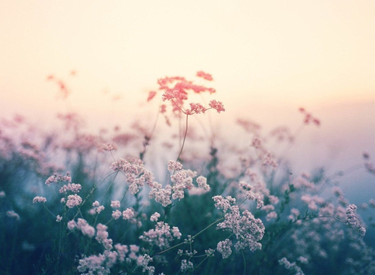 Полевые цветы в пастельных тонах