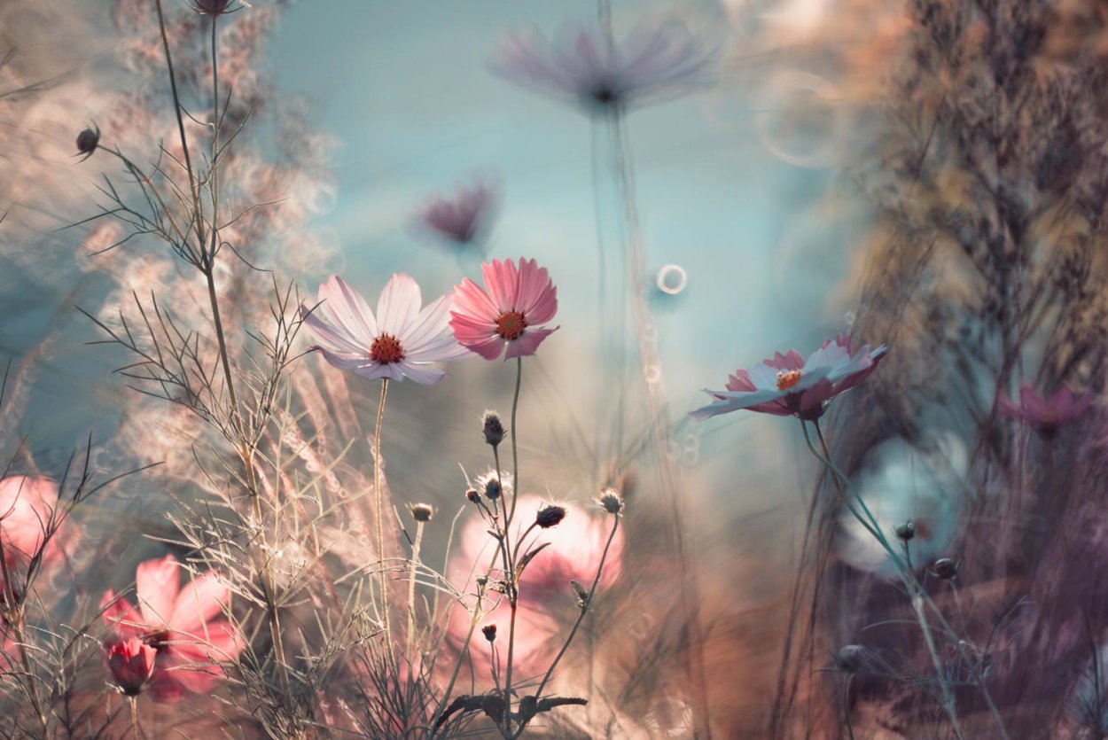 Нежные цветочки