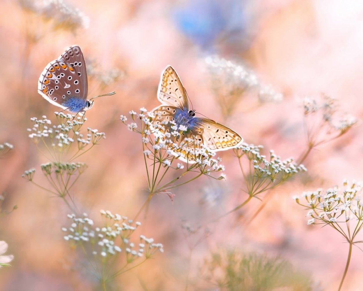 Природа в пастельных тонах