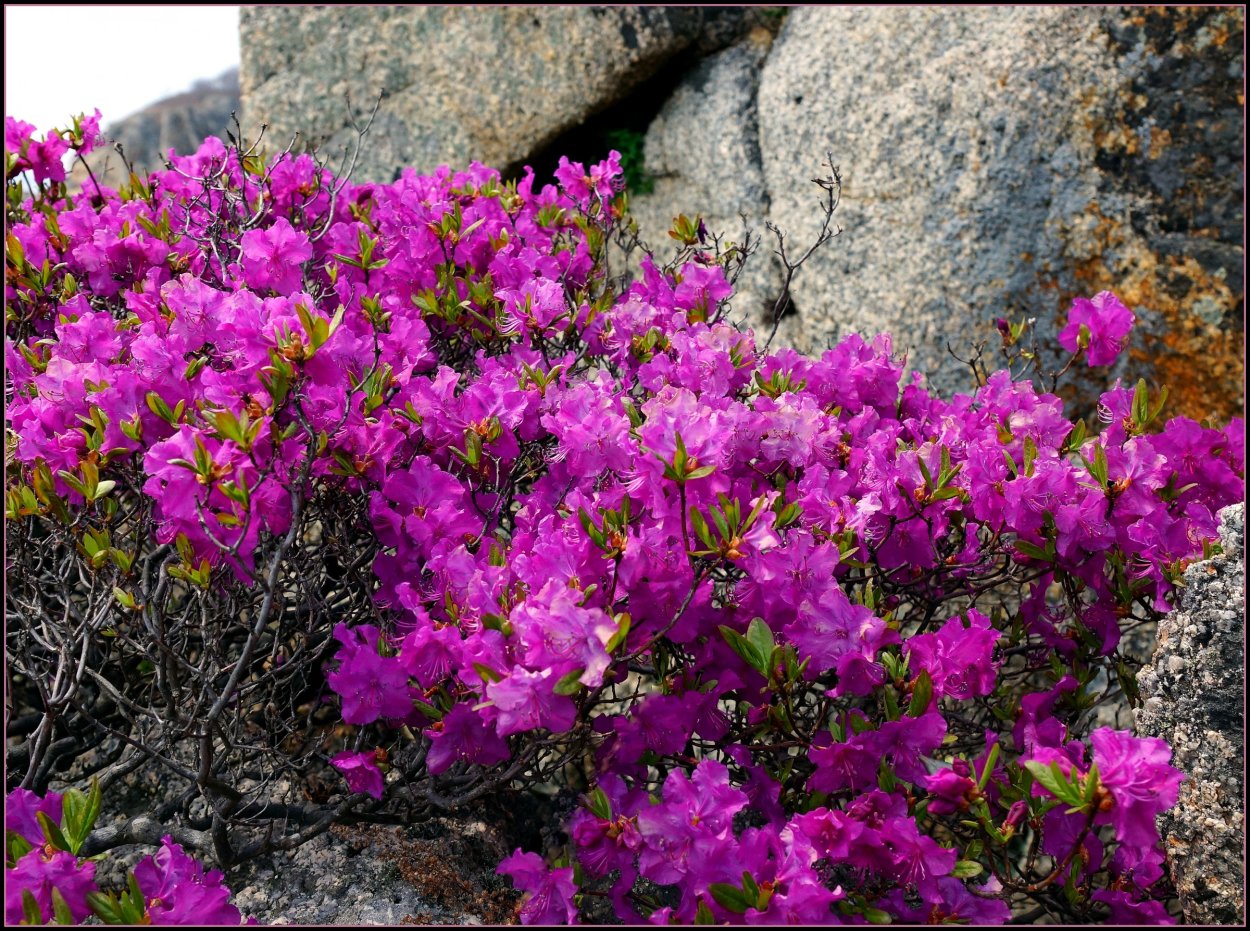 Рододендрон Даурский Дальневосточный