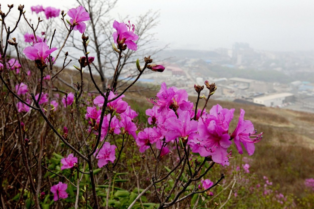 Багульник рододендрон Амурский