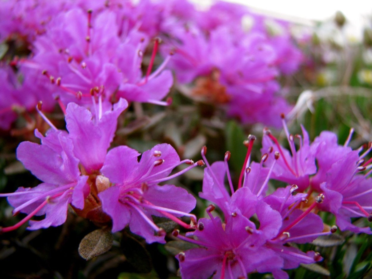 Забайкальский багульник (рододендрон Даурский)