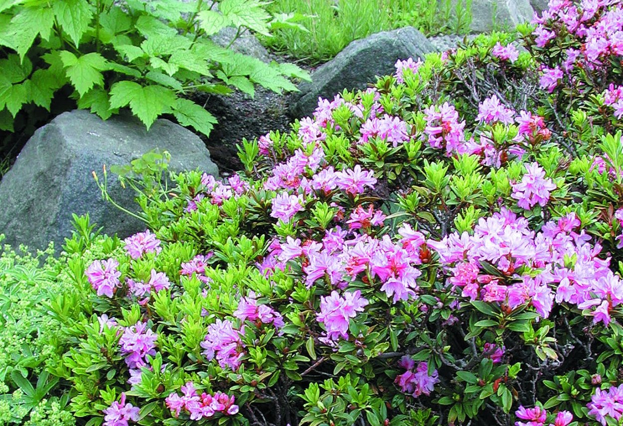 Рододендрон йедский