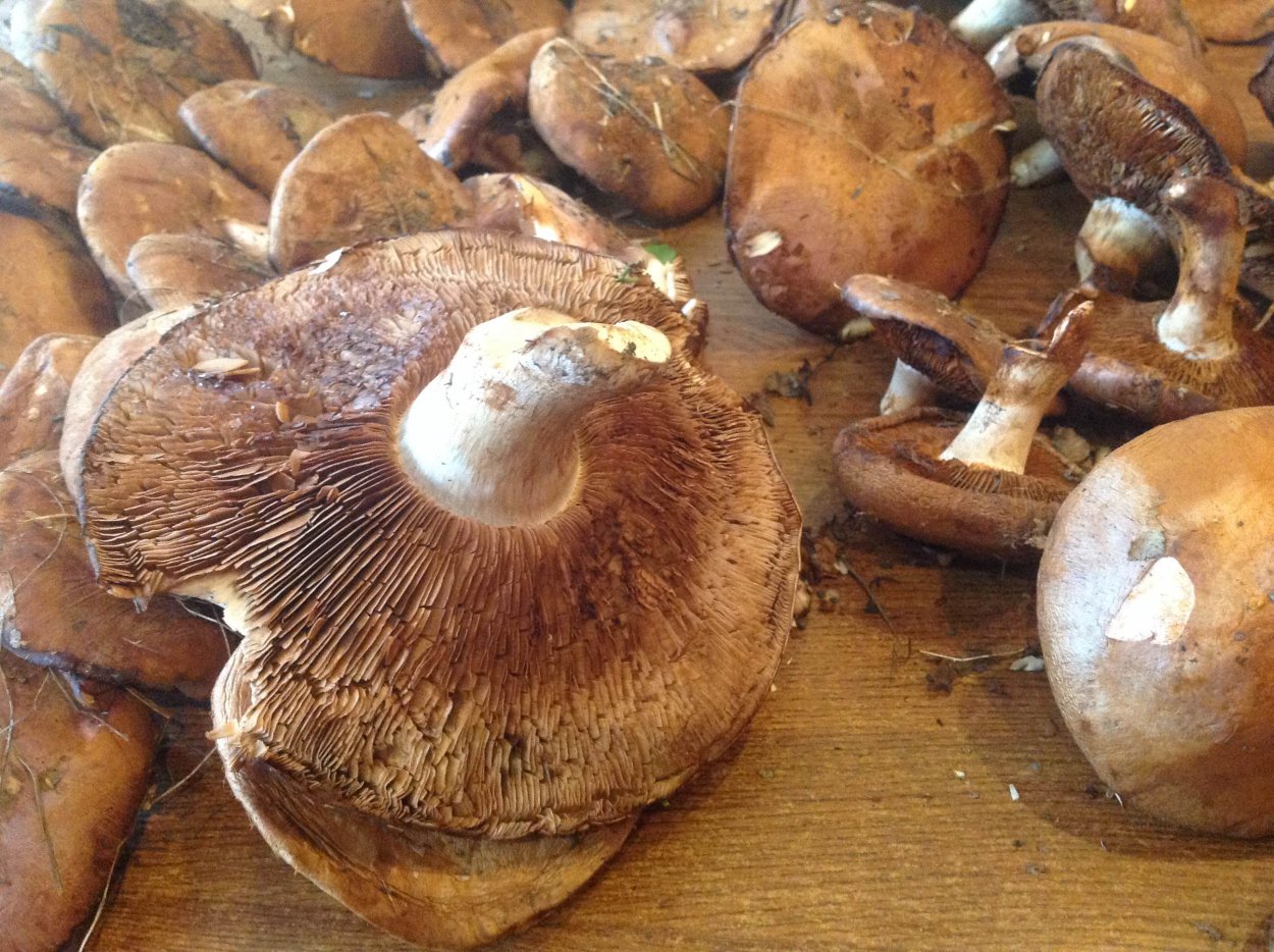 Ведро маслят