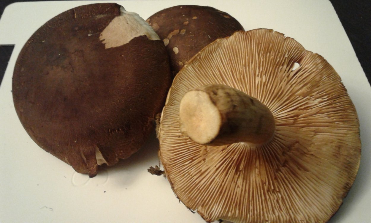 Грибы которые растут под землей на Сахалине