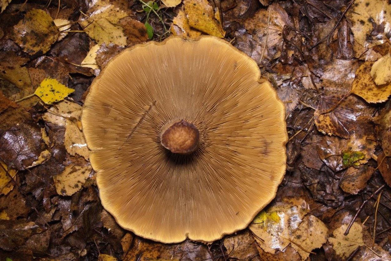 Паутинник пластинчатый