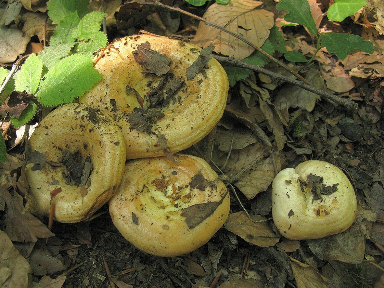 Гриб коричневый пластинчатый