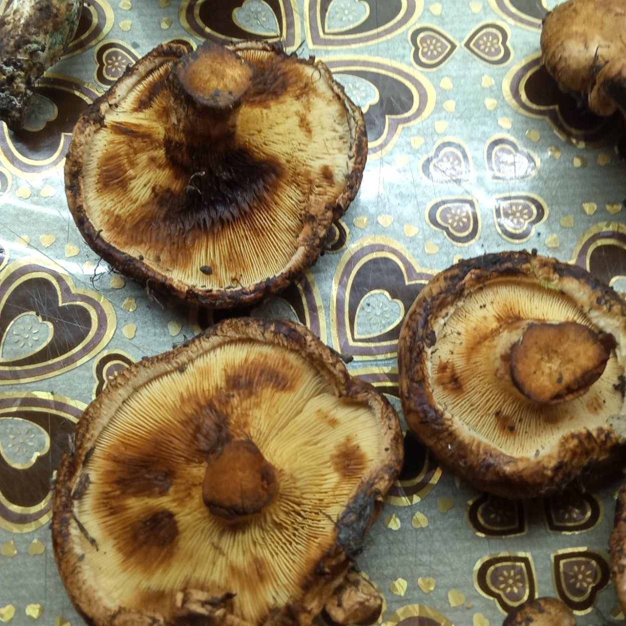 Ядовитые грибы в Подмосковье