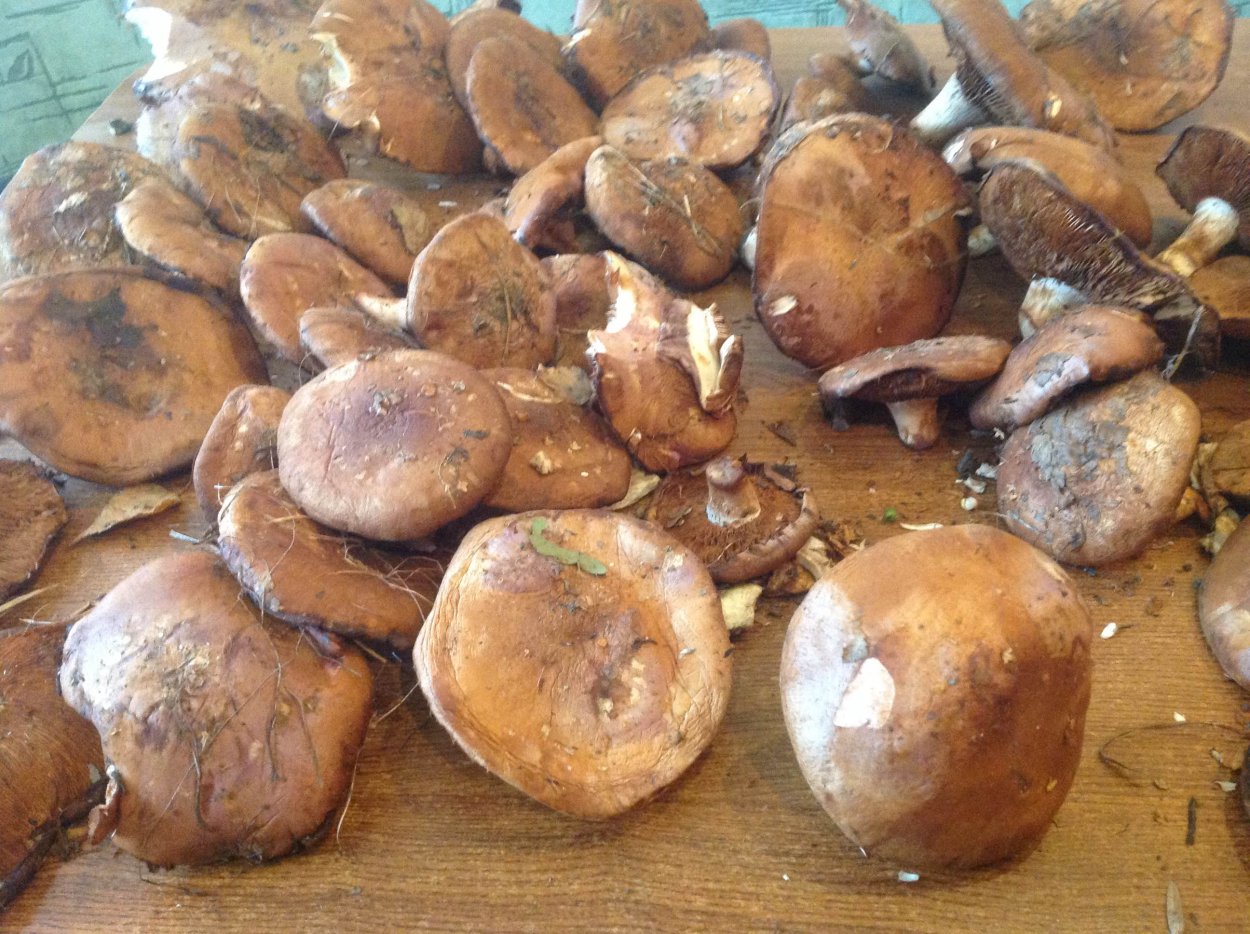 Млечник дубовый Lactarius Quietus съедобный?