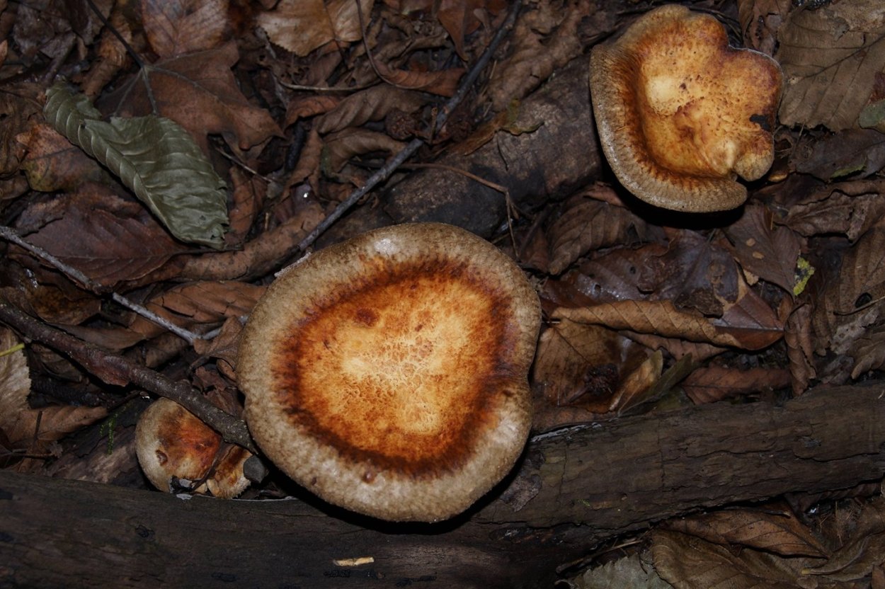 Грибы свинушки осень