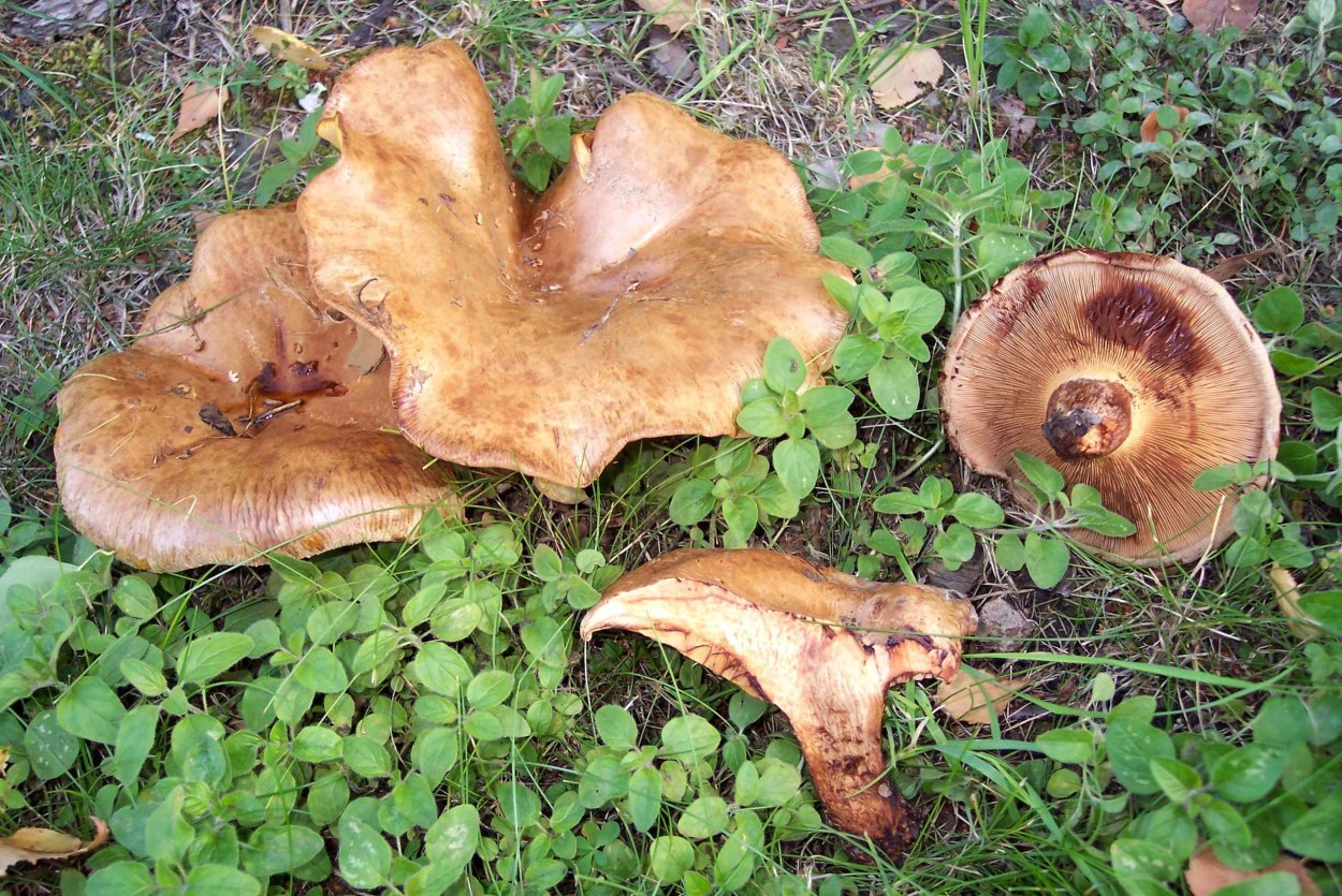 Свинушка Paxillus rubicundulus