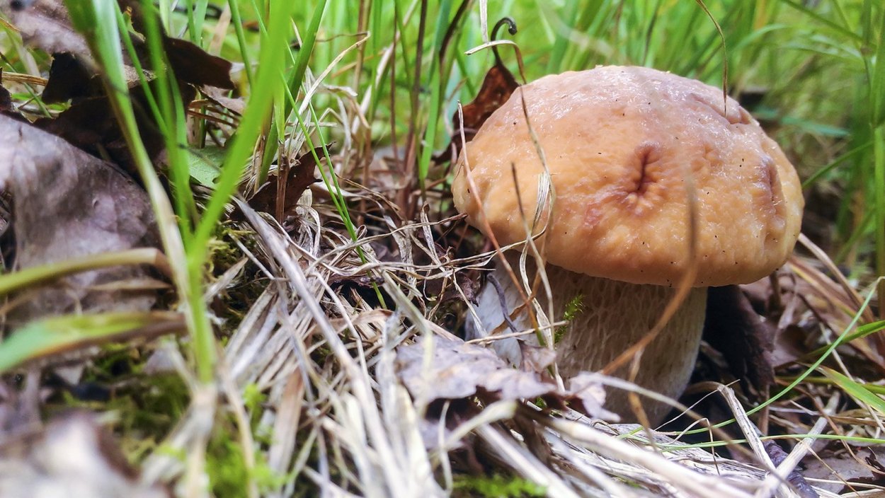 Свинушка бурый гриб