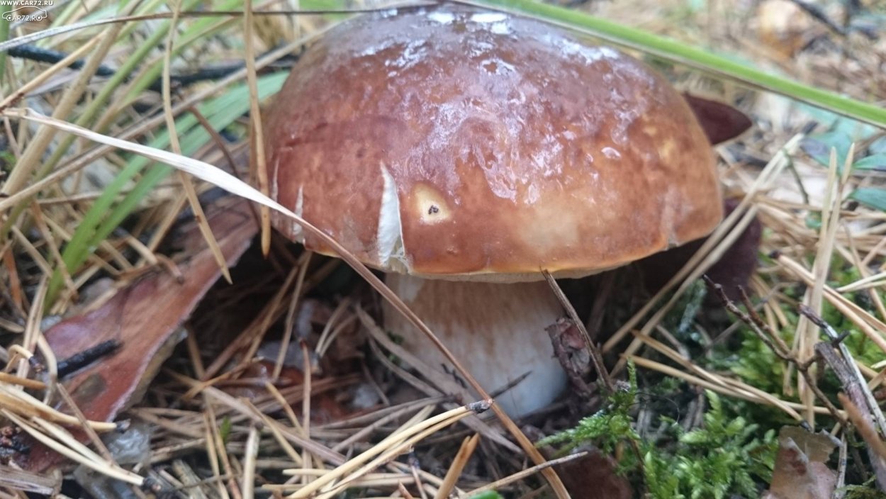 Свинушка Ольховая съедобная