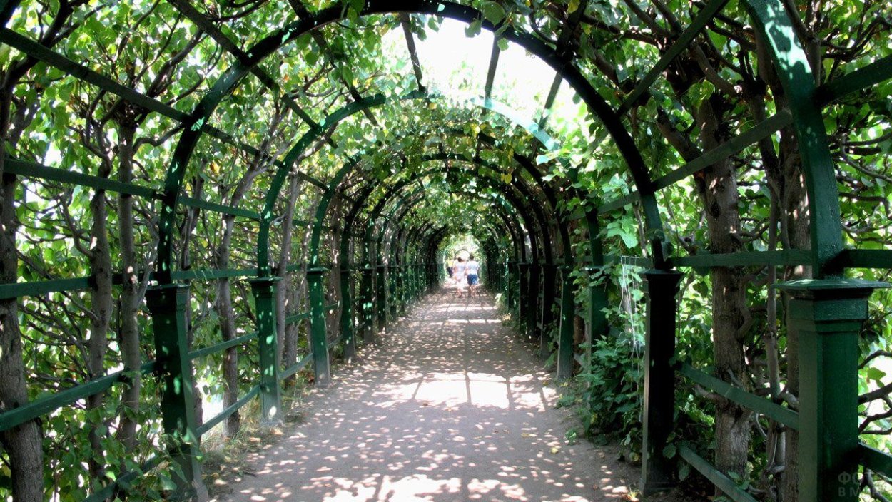 Берсо в Петергофе