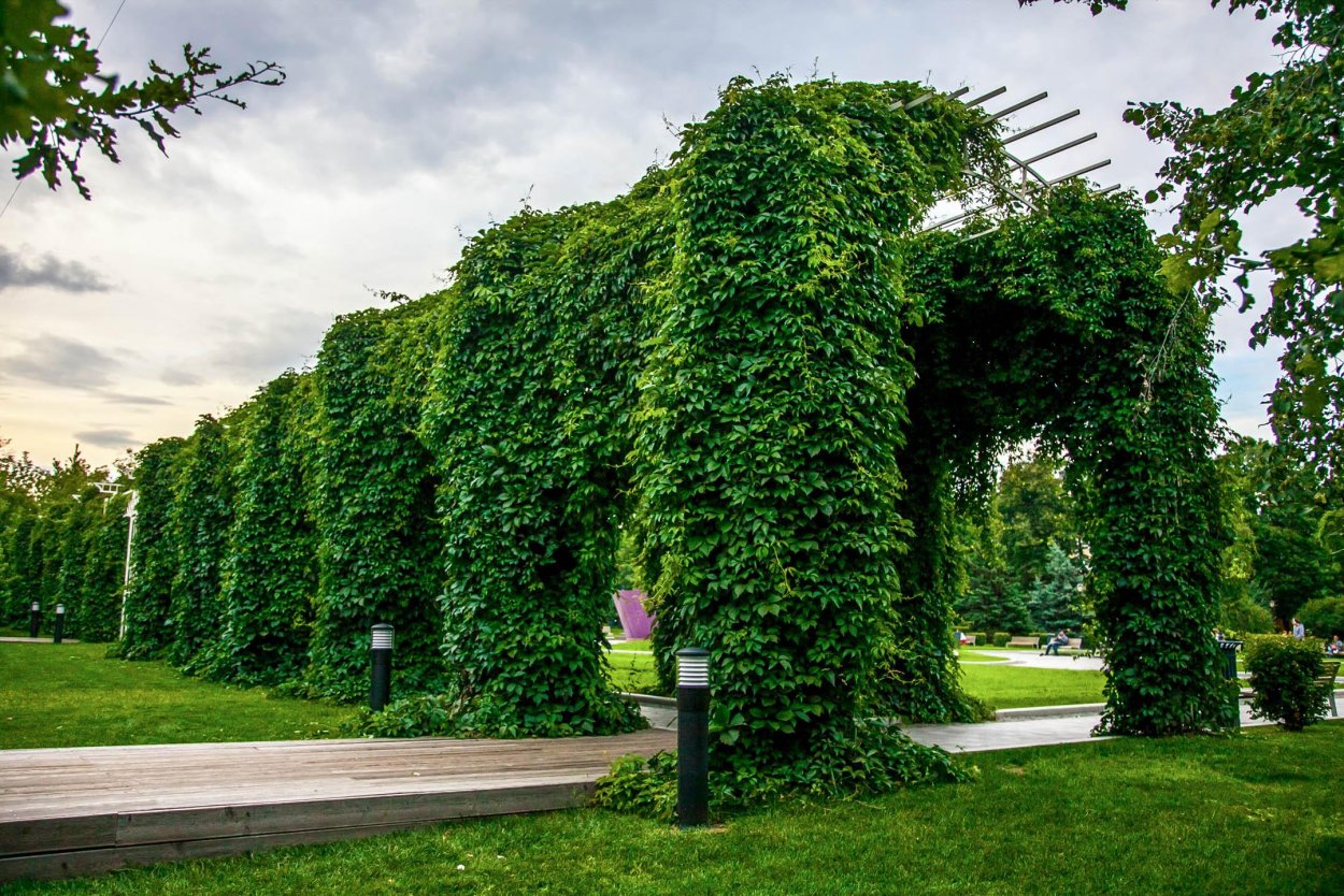 Сад имени Баумана: Берсо