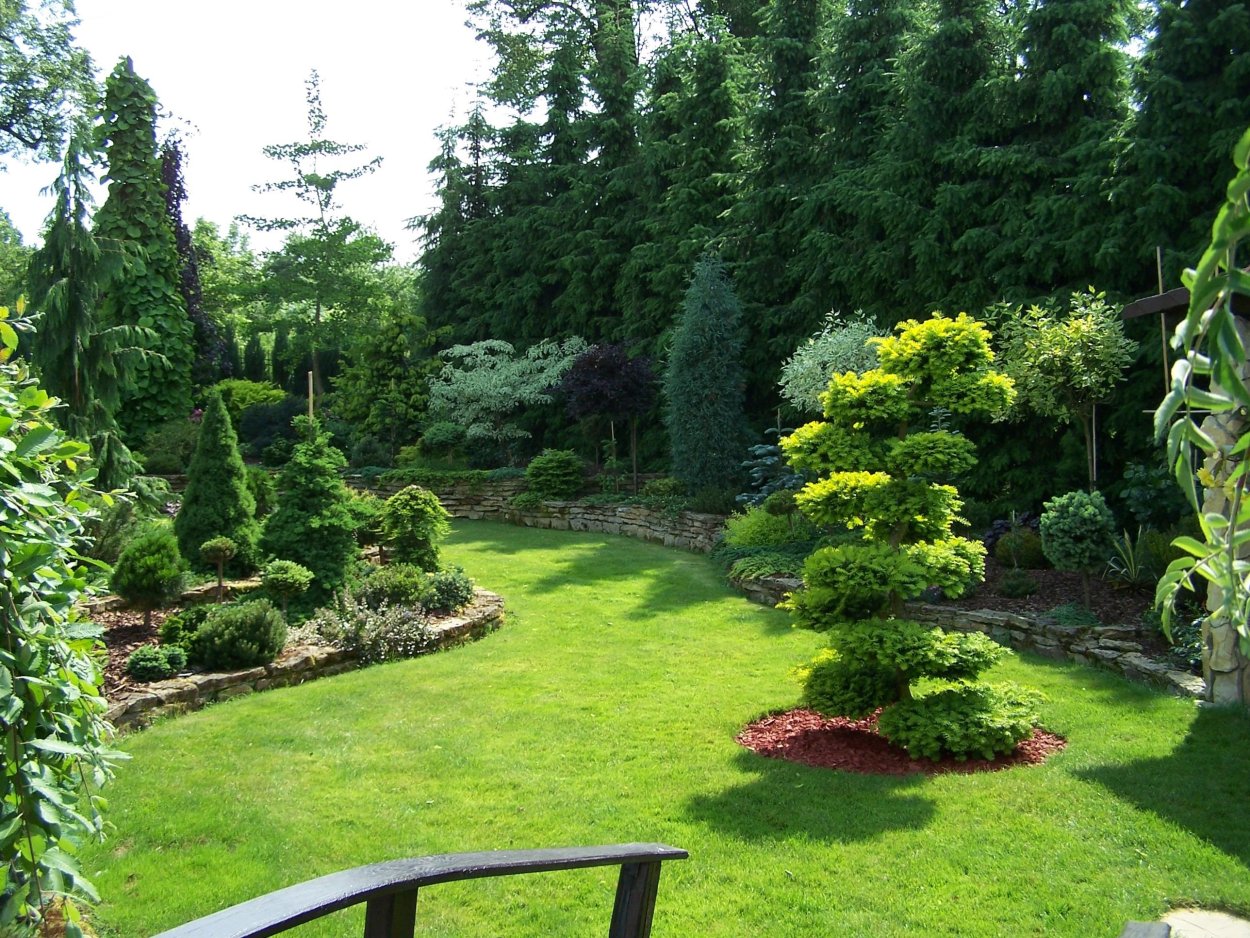 Садик хвойников ландшафт