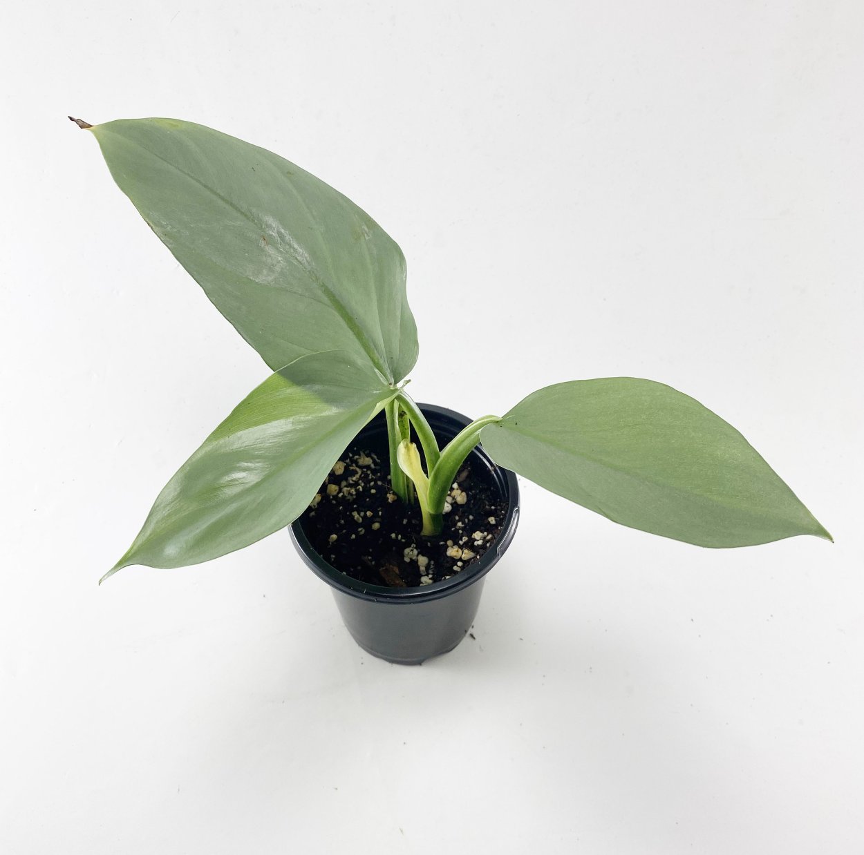 Philodendron Silver Leaf