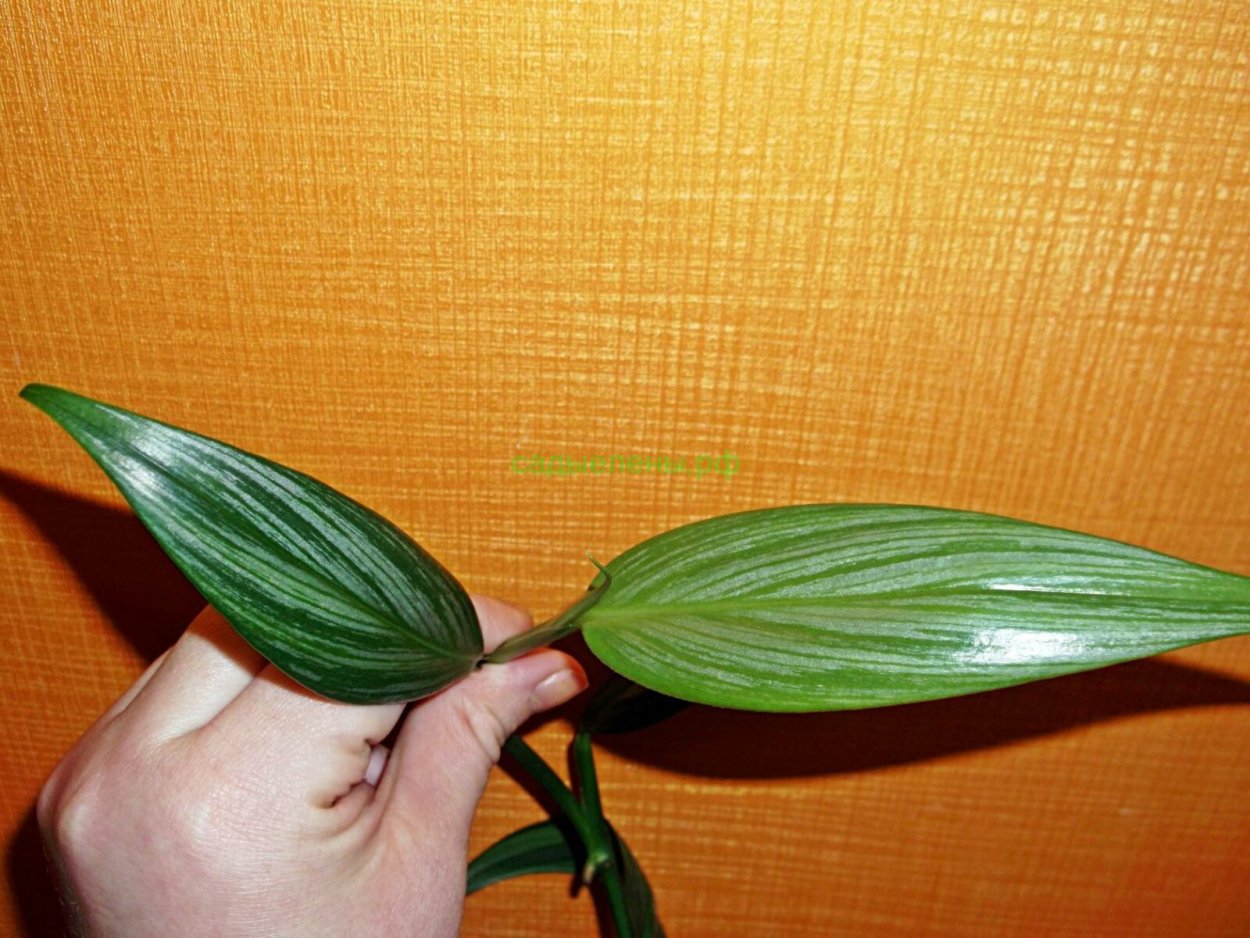 Филодендрон Сильвер спирит