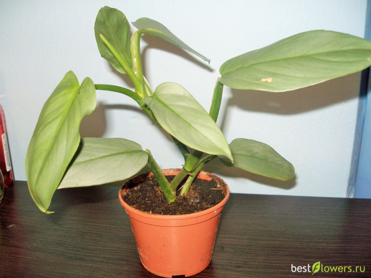 1.Филодендрон брандтианум
