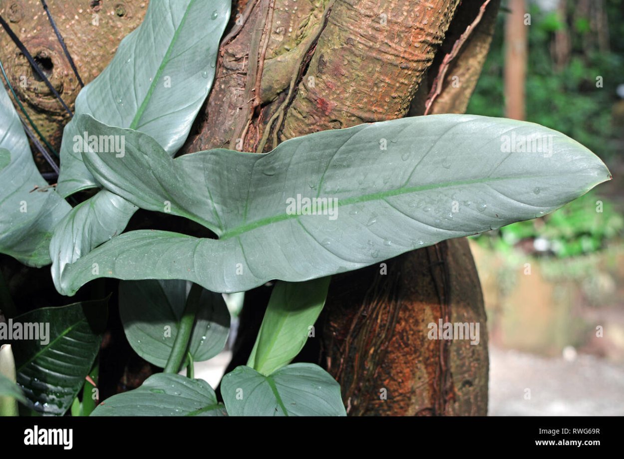 Хастатум в домашних условиях