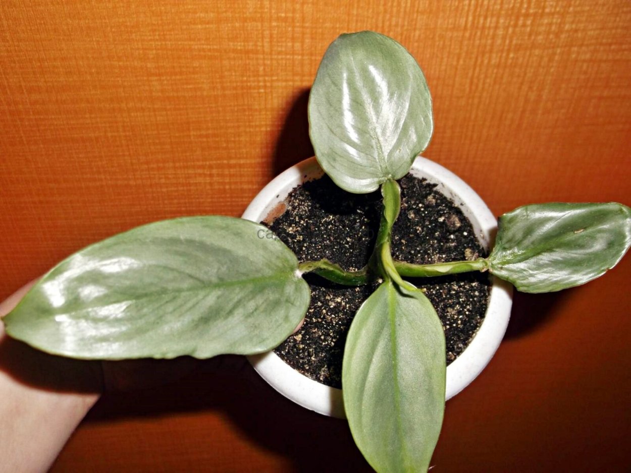 Филодендрон Silver Sword