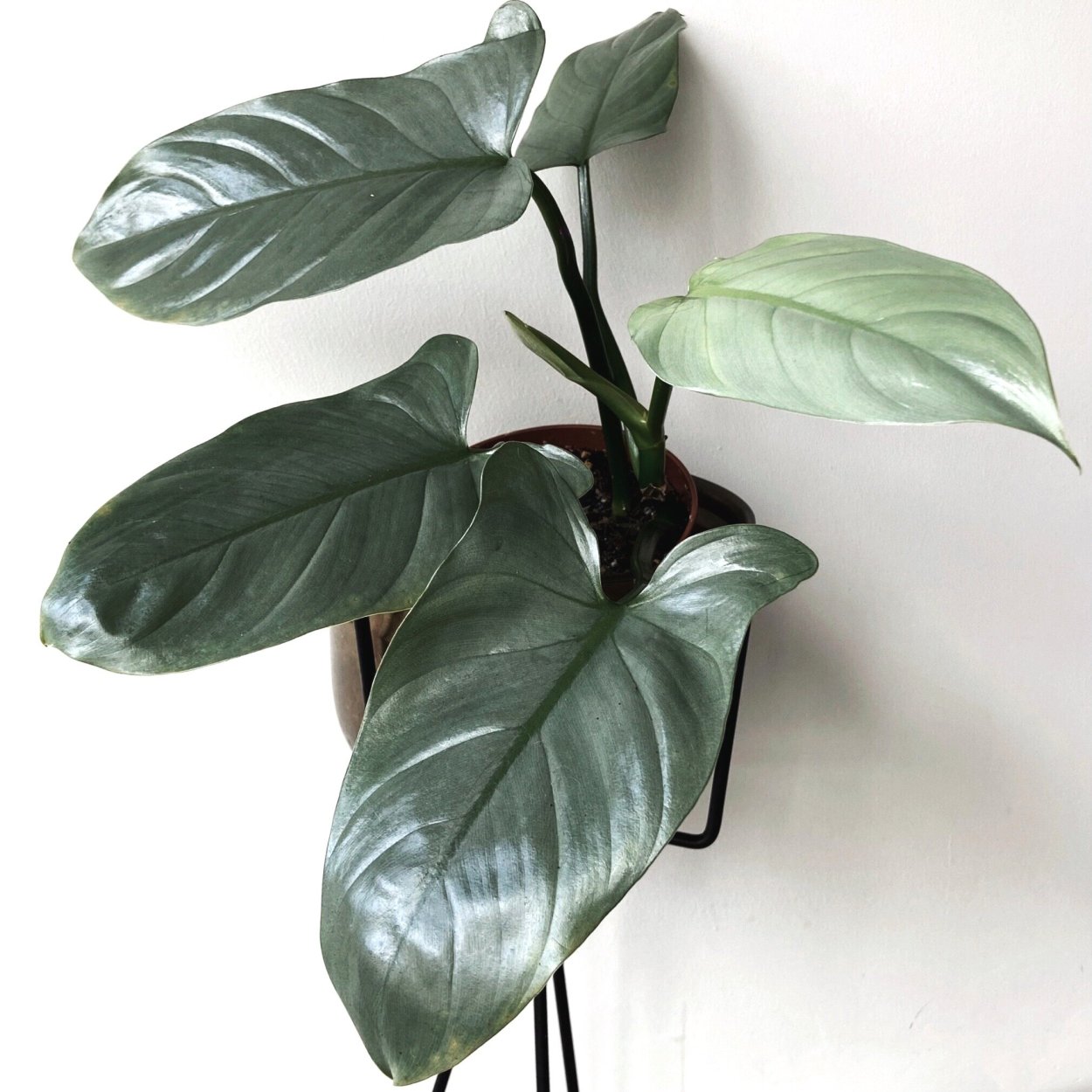 Филодендрон хастатум Сильвер