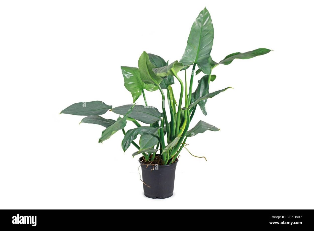 Филодендрон Сильвер