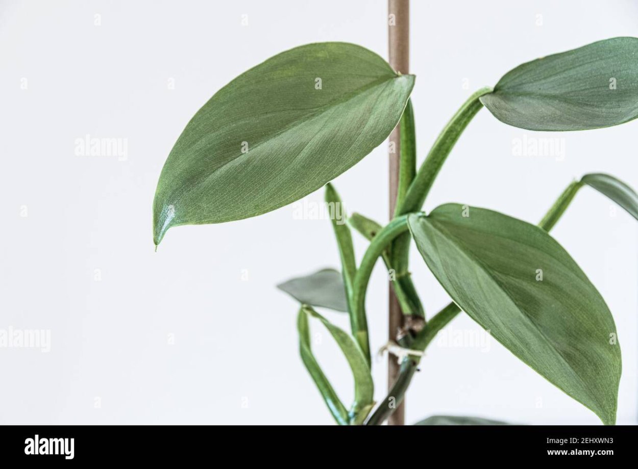 Филодендрон Сильвер