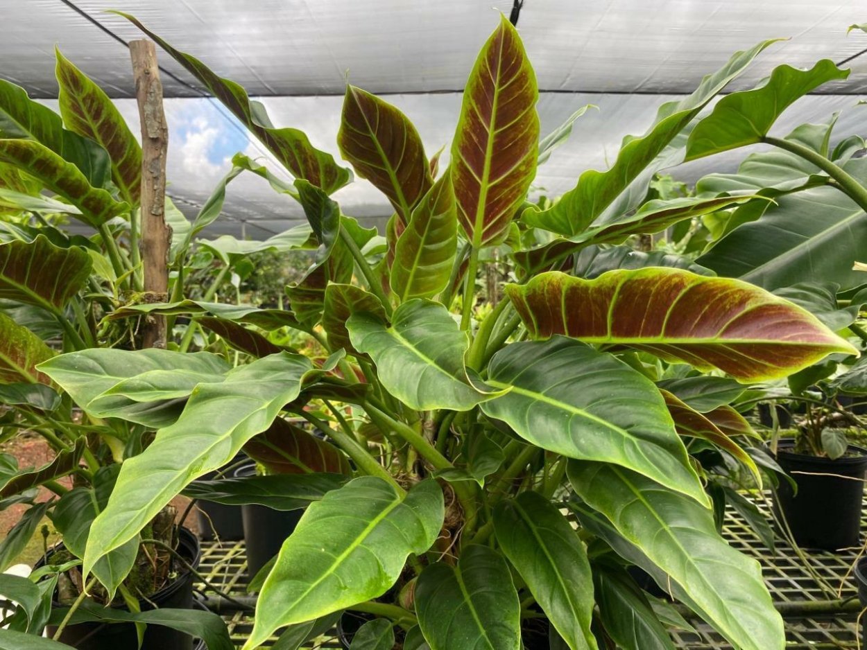 Филодендрон Глаукофиллум