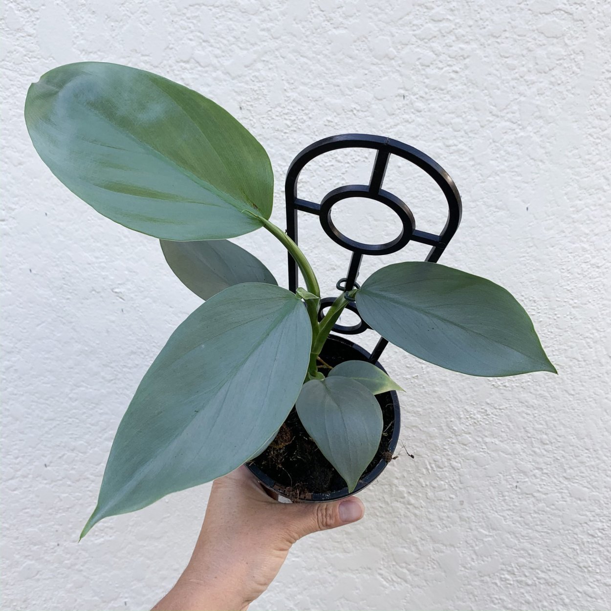 Филодендрон Сильвер Квин