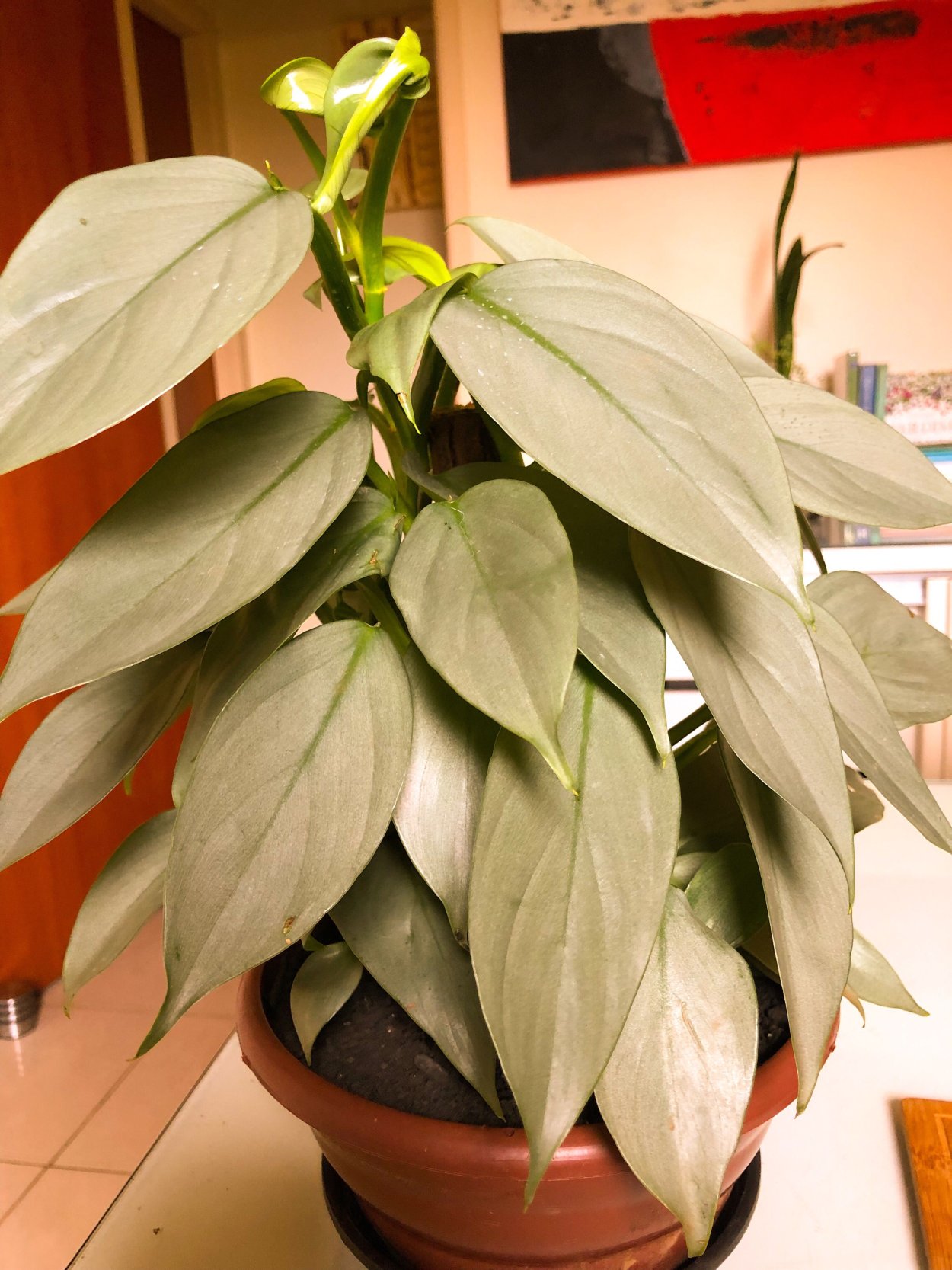 Филодендрон Сильвер Квин