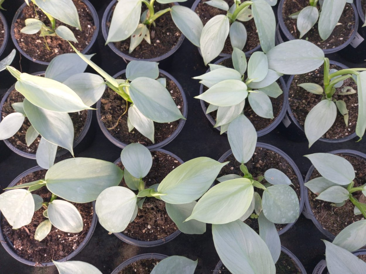 Филодендрон Селло мексиканский змей