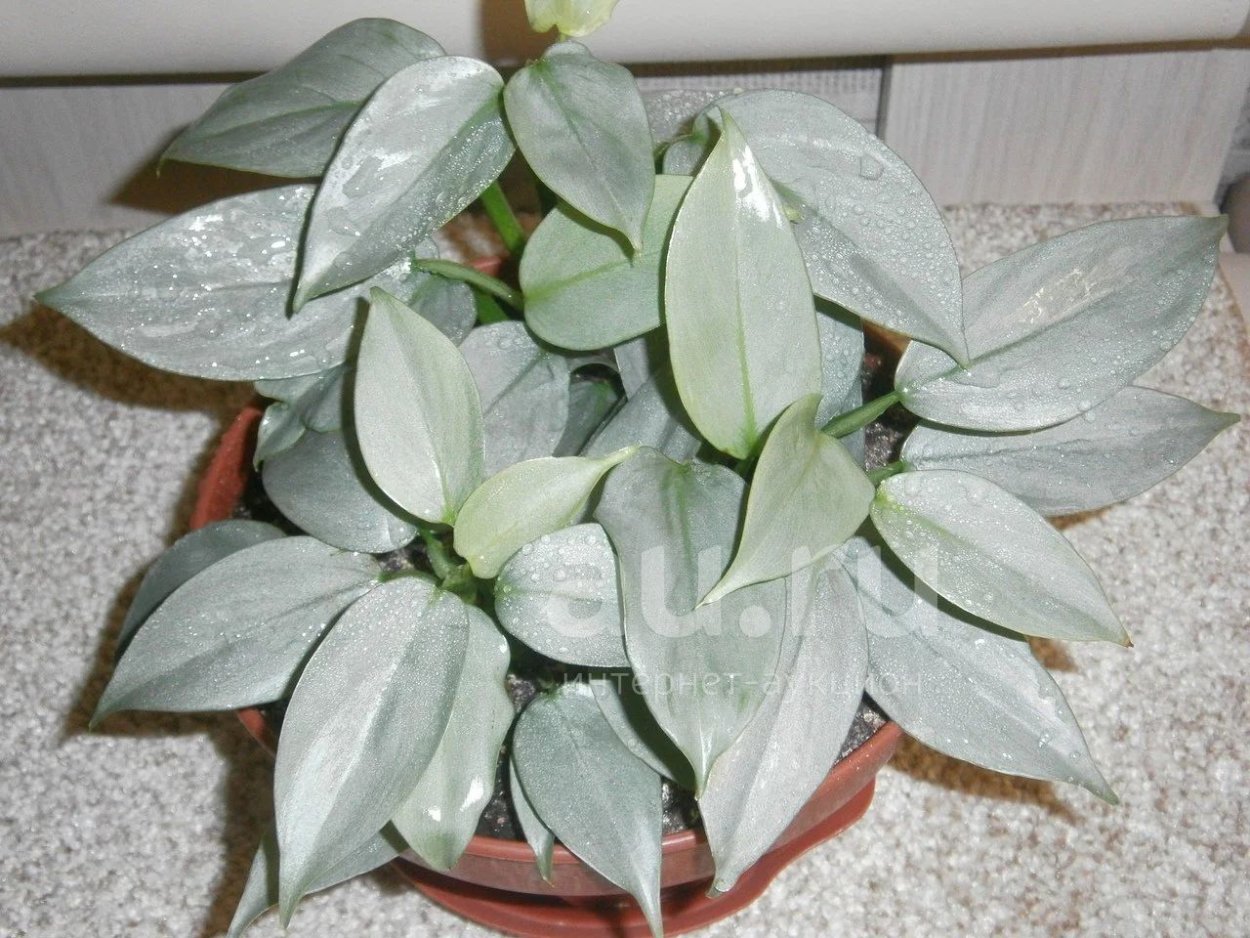 Philodendron hederaceum сорта