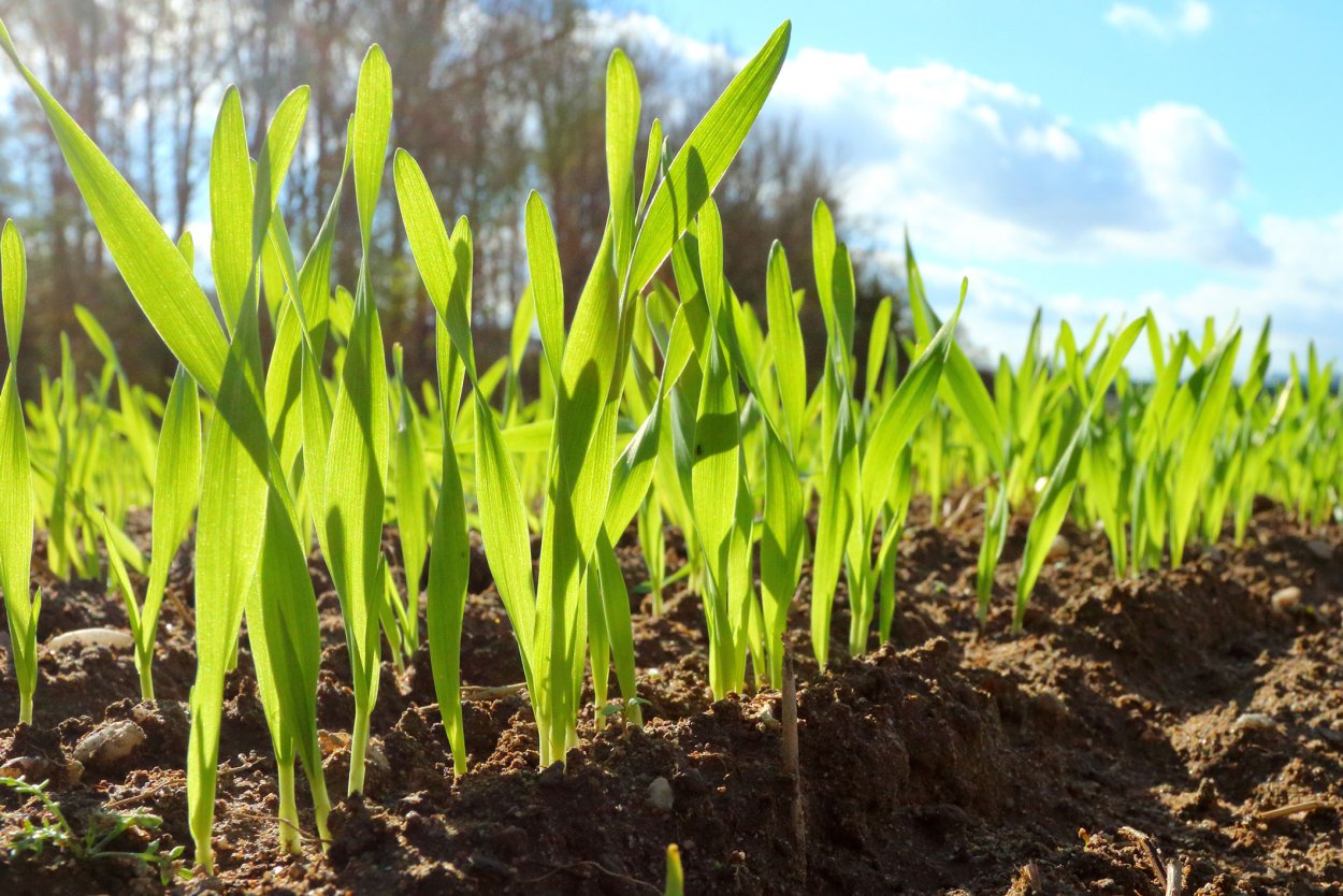 Эф = ВП / оф, сельскохозяйственного