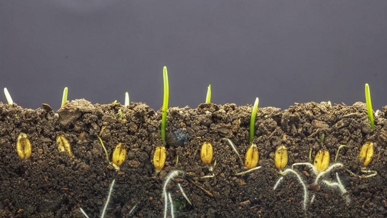 Всходы озимой пшеницы