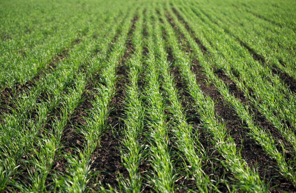 Ростки пшеницы на поле