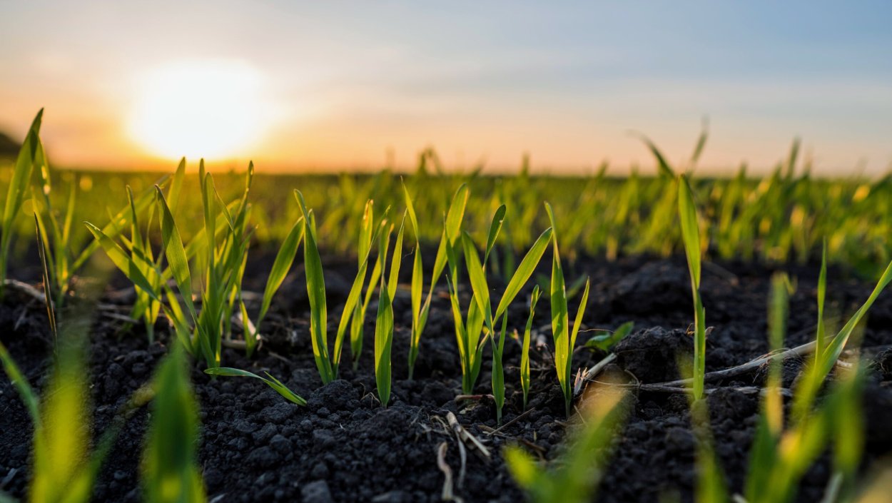 Всходы пшеницы