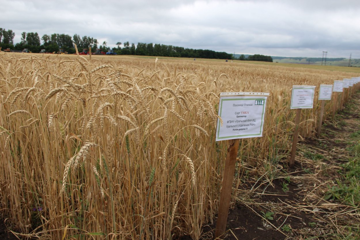 Саратовская 70 пшеница