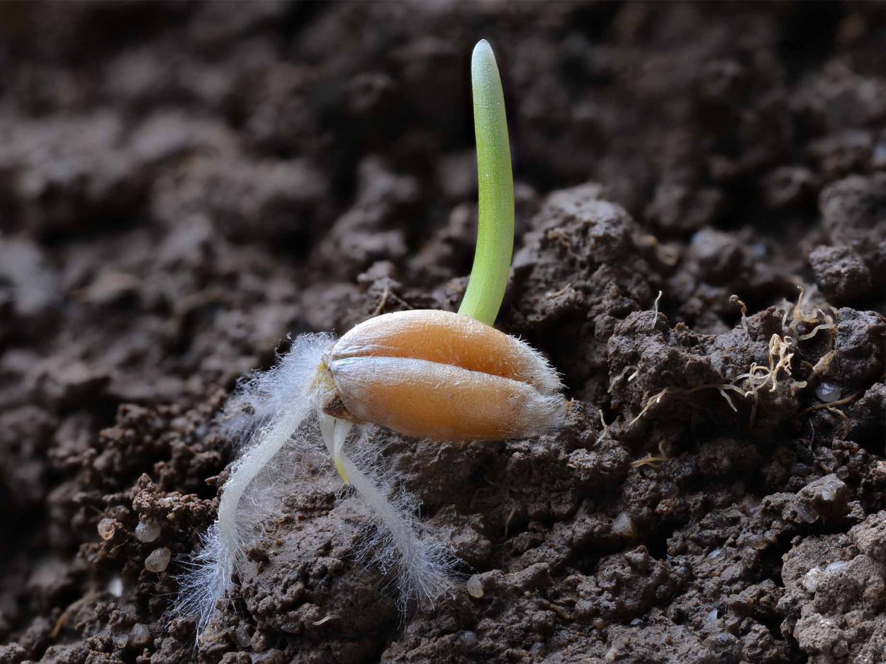 Зернышко прорастает в земле