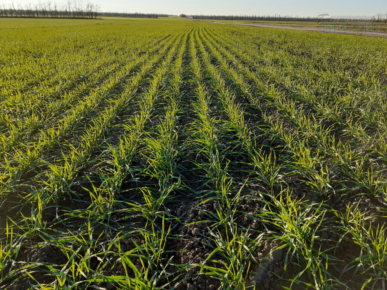 Злаковые культуры Ставропольского края