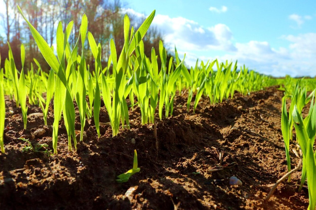 Всходы пшеницы