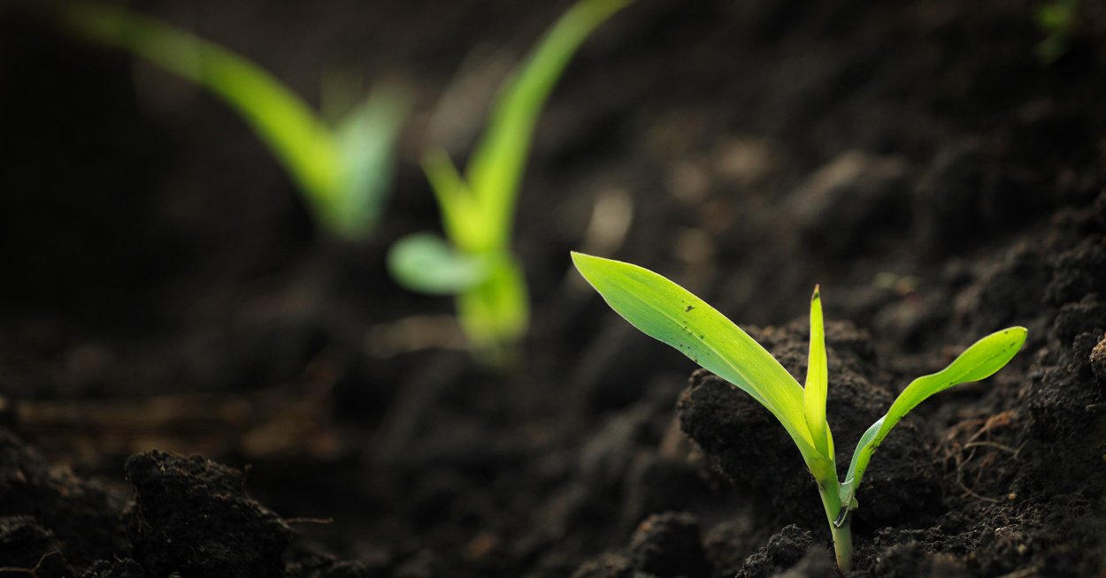 Всходы пшеницы