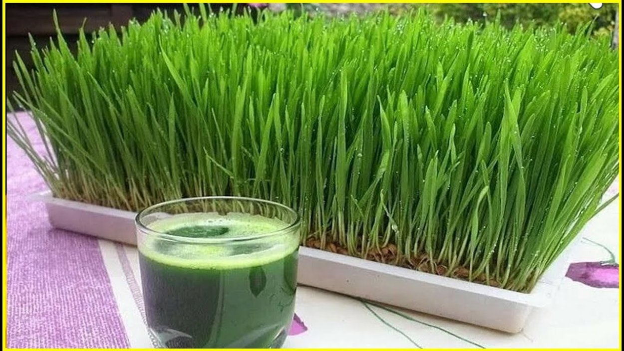 Витграсс микрозелень