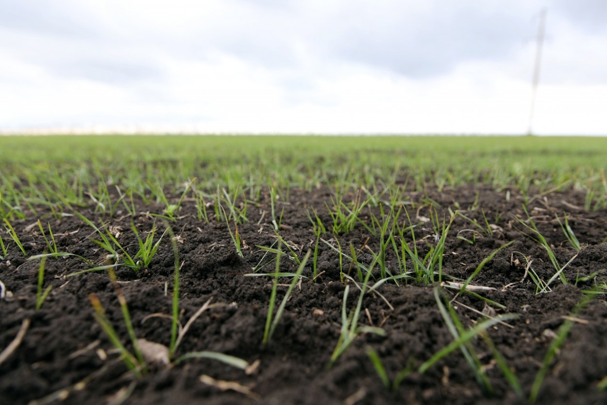 Посев озимых