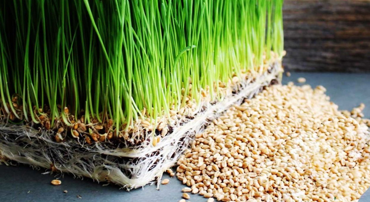 Витграсс микрозелень