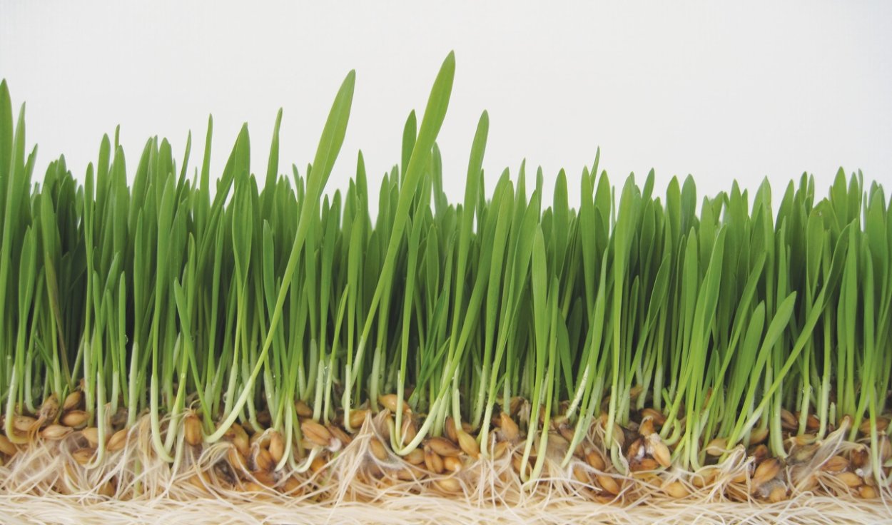 Микрозелень овес